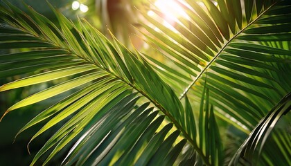 Obraz premium close up of palm tree leaves with soft lighting and natural tropical aesthetic