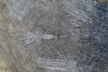 Naklejka premium cut log detail, circular shaped piece of wood