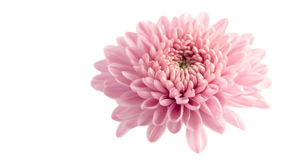 Stunning Chrysanthemum Flower Isolated on Transparent Background - High-Quality Full Depth of Field Image