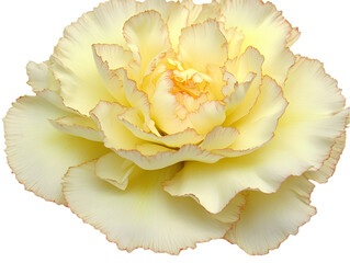 Close-up of a pale yellow carnation with delicate, ruffled petals.  Soft light highlights the intricate texture
