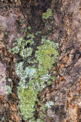 lichen on tree bark