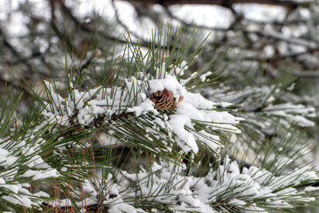 pine tree, pine cone, winter view. close up.