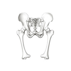 Posterior View of Human Pelvis and Femurs 3D Medical Illustration