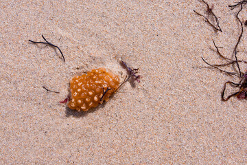 Orange jellyfish on sandy beach with seaweed and ripples
