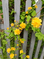 delicate flowering of terry kerria in the garden