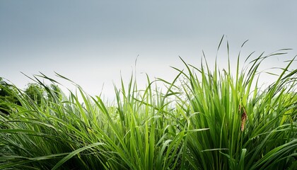lush green grass and plants against white sky