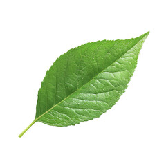 Obraz premium Close-up vibrant green leaf