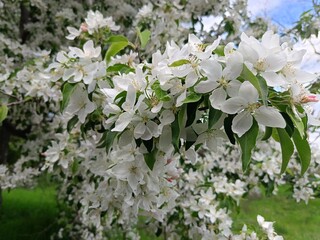 the apple tree blooms profusely in the garden
