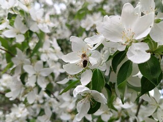a bee sat on a petal of a blossoming apple tree