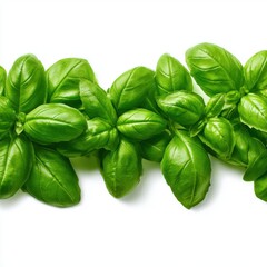 Fototapeta premium Fresh green basil leaves isolated on white background image