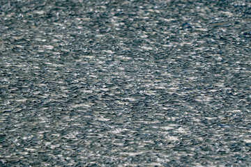 Thousand velella velalla by-the-wind-sailors are not true jellyfish, but hydroids