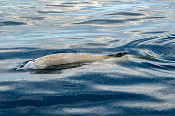 cuvier beaked whale on sea surface