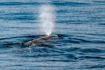 Obraz premium sperm whale blow in mediterranean sea liguria, Genova, Italy