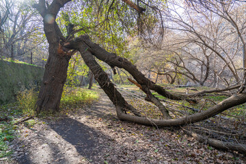  Tree Branch Broken by Disaster – Nature's Damage