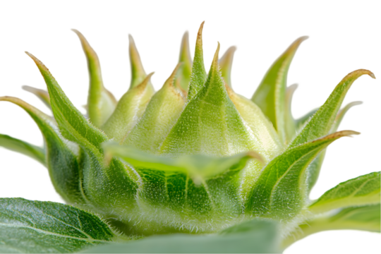 Close-up of a developing sunflower bud.  Green, delicate,  and tightly-packed