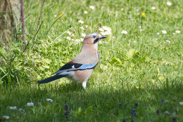 Eurasian Jay (Garrulus glandarius) sitting on a grass field in Zurich, Switzerland