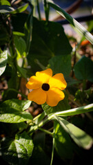 Black Eyed Susan Vine plant and flowers exposed to sunlight
