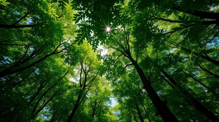 Fototapeta premium Looking Up Through Green Forest Canopy with Sunlight