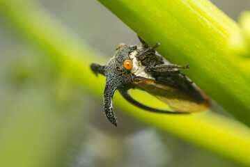 Macro of Strange treehopper is small bug in nature