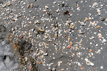 Broken shells and pebbles can sometimes hide sharks teeth on the beach in Venice, Florida, USA