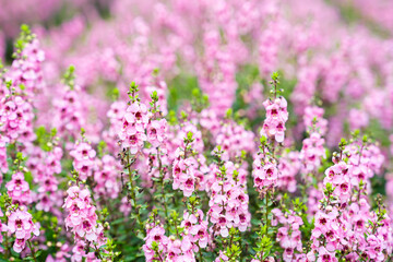 Obraz premium Beautiful pink Salvia nemorosa flowers in full bloom growing in the natural wind filling.
