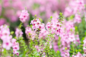 Beautiful pink Salvia nemorosa flowers in full bloom growing in the natural wind filling.