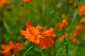Cosmos sulphureus in orange flower. Cosmos sulphureus is a species of flowering plant in the...