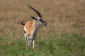gazelle de thomson