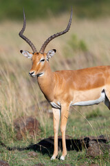 Impala