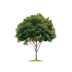 Lush Green Tree Isolated on Transparent Background