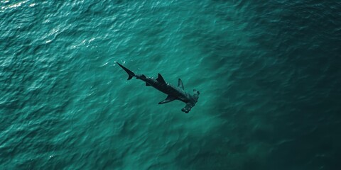 Naklejka premium A powerful hammerhead shark swimming just below the ocean surface, its unique head shape visible from above