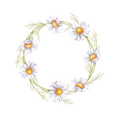 Fototapeta premium The watercolor round frame of daisies is hand-painted. Botanical illustration of a flower wreath on a white background. Wildflowers. Isolated. For the design of greetings, postcards, invitations and