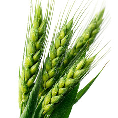 Green young wheat, macro in spring, isolated on white, clipping path --v 7.0