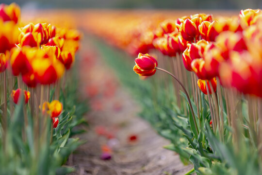 Selective focus of orange yellow flower on fields in countryside farm, Tulips are plants of the genus Tulipa, Spring-blooming perennial herbaceous bulbiferous geophytes, Nature background, Netherlands