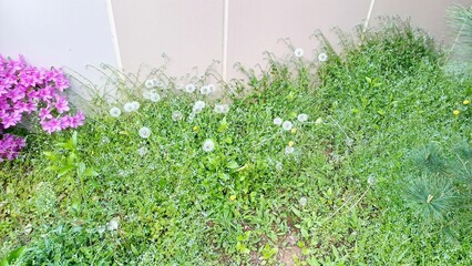 grass and flowers