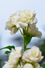 寺尾中央公園のバラ（新潟県）