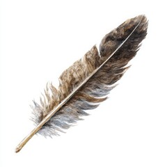 Brown feather detailed illustration isolated on white background