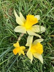 yellow flowers in the garden