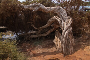 Old crooked tree in Town Park in Augusta, Western Australia, Australia
