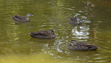 Pacific Black Ducks on the pond in Town Park in Augusta, Western Australia, Australia
