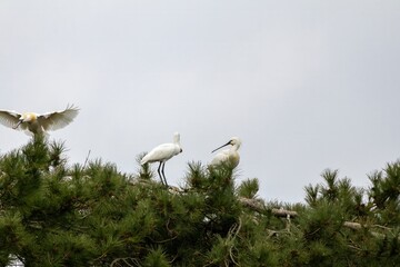 Spatules blanches dans un arbre