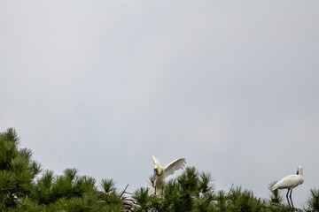 Spatules blanches dans un arbre