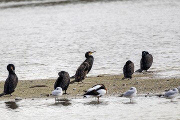 Groupe d'oiseaux d'eau sur le bord de mer