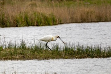 Spatule blanche dans les marais