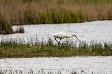 spatule blanche en train de se nourrir dans un marais
