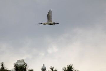 Spatule blanche en plein vol