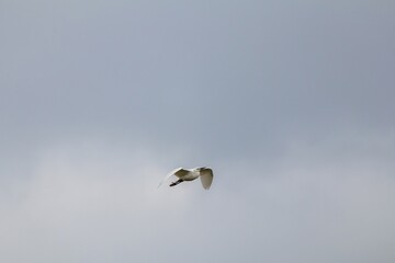 Great Egret in Flight Against a Cloudy Sky