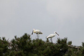 Groupe de spatule blanche dans les arbres