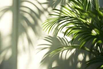 Sunlight filters through a lush palm plant, casting intricate shadows on a pale wall