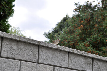 little the bird sits on a brick fence